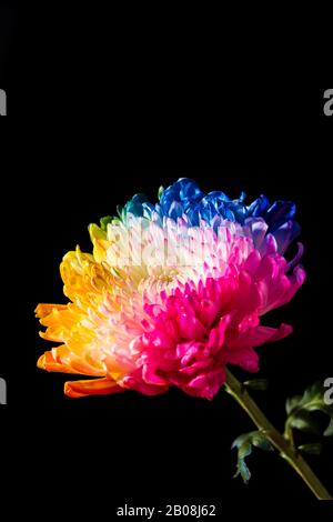 Fiori multicolore su sfondo nero Foto Stock
