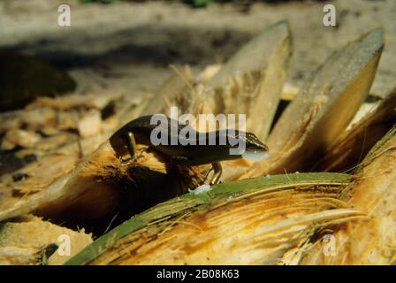 AFRICA, SEYCHELLES, ISOLA DI ARIDE, SEYCHELLES, DOVE MANGIARE COCCHI Foto Stock