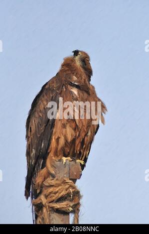 Digital Painting Black Kite-1 "Il mio Dio Vive lì" il Kite Nero (Milvusmigrans) è un uccello di media grandezza della famiglia Accipitridae. Foto Stock