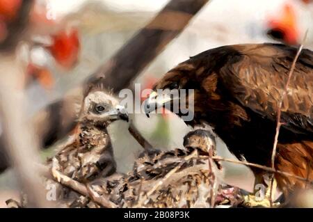 Digital Painting Black Kite-7 "Ascoltare I Consigli Della Mamma". Il Kite Nero (Milvusmigrans) è un uccello di media grandezza della famiglia Accipitridae. Foto Stock