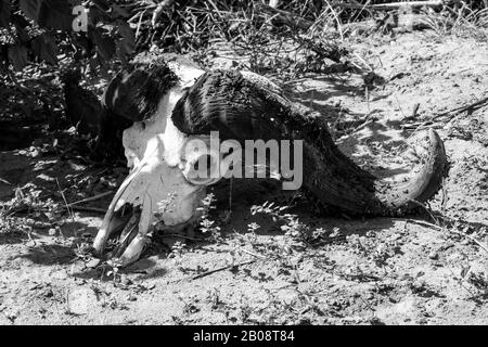 Antico teschio sbiancato di un bufalo del capo, Syncerus caffer, con le corna già parzialmente decadite, nel Monochrome nel Parco Nazionale Kruger, Sud Africa Foto Stock