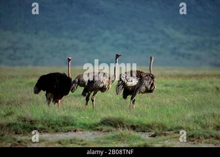 TANZANIA, CRATERE DI NGORONGORO, STRUZZI, MASCHIO (NERO) E FEMMINA (MARRONE GRIGIO) Foto Stock