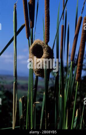 TANZANIA, IL NIDO DI GROSBEAK WEAVER IN CANNE Foto Stock