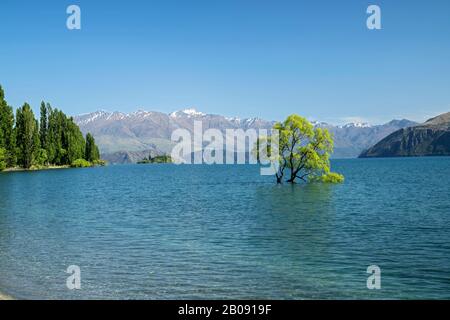 Vista del famoso albero di Wanaka, sul lago Wanaka, South Island, Nuova Zelanda 29 novembre 2019 Foto Stock