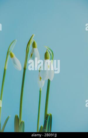 Fiori freschi di gocce di neve su sfondo blu, copia spazio, foto tonata Foto Stock