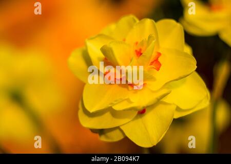 Incredibile giallo luminoso enorme narcisi in presenza di luce solare Foto Stock