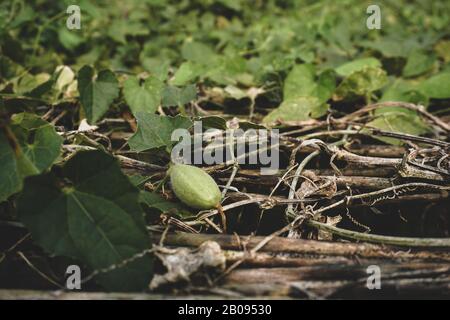Trichosanthes dioica, anche conosciuta come gourd appuntito. Si tratta di un vegetale e di una pianta con foglie nel campo. Si tratta di una pianta di vite dioecia a forma di cuore Foto Stock