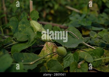 Trichosanthes dioica, anche conosciuta come gourd appuntito. Si tratta di un vegetale e di una pianta con foglie nel campo. Si tratta di una pianta di vite dioecia a forma di cuore Foto Stock