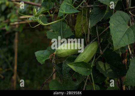 Trichosanthes dioica, anche conosciuta come gourd appuntito. Si tratta di un vegetale e di una pianta con foglie nel campo. Si tratta di una pianta di vite dioecia a forma di cuore Foto Stock