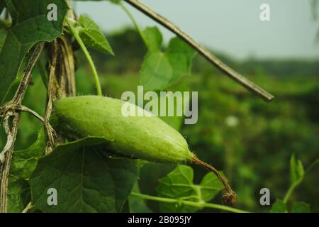 Trichosanthes dioica, anche conosciuta come gourd appuntito. Si tratta di un vegetale e di una pianta con foglie nel campo. Si tratta di una pianta di vite dioecia a forma di cuore Foto Stock