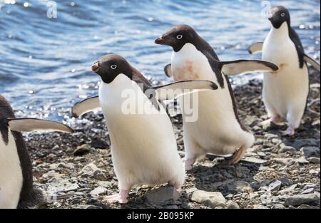 Il pinguino di Adélie, il pygoscelis adeliae sull'Isola del Diavolo, nel gruppo dell'Isola di James Ross fuori della punta nord-est della Penisola Antartica. Foto Stock