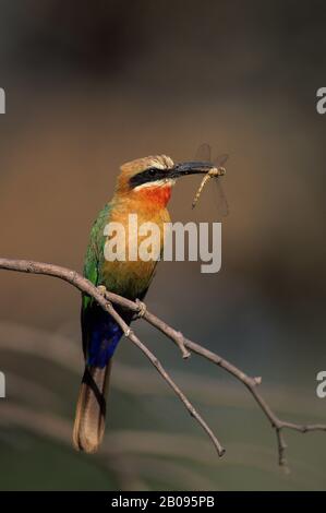 BOTSWANA, DELTA DI OKAVANGO, VICINO JEDIBE, APE-EATER BIANCO-FRONTED CON DRAGONFLY Foto Stock