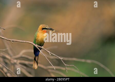 BOTSWANA, DELTA DI OKAVANGO, VICINO JEDIBE, APE-EATER BIANCO-FRONTED CON DRAGONFLY Foto Stock