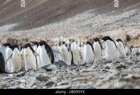Il pinguino di Adélie, il pygoscelis adeliae sull'Isola del Diavolo, nel gruppo dell'Isola di James Ross fuori della punta nord-est della Penisola Antartica. Foto Stock