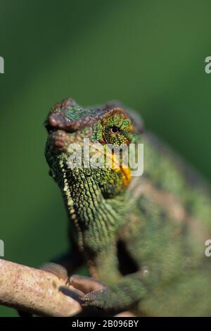 MADAGASCAR, MANDRAKA, PANTHER CHAMELEON, MASCHIO (FURCIFER PARDALIS), PRIMO PIANO Foto Stock