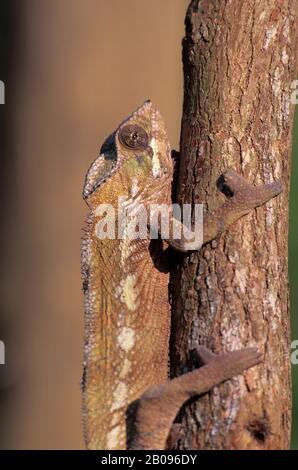 MADAGASCAR, MANDRAKA, CHAMELEON, FEMMINA, PRIMO PIANO (FURCIFER) Foto Stock