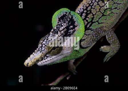 MADAGASCAR, MANDRAKA, CHAMELEON, MASCHIO, PRIMO PIANO (CALUMMA MALTHE) Foto Stock