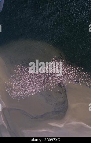 NAMIBIA, COSTA DELLO SCHELETRO, VICINO SWAKOPMUND, FENICOTTERI IN VOLO Foto Stock