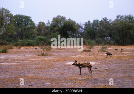 BOTSWANA, DELTA DI OKAVANGO, ISOLA DI MOMBO, CANI DA CACCIA AFRICANI, A CACCIA Foto Stock