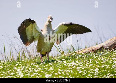 Alopchen aegyptiaca (Alopchen aegyptiaca) Foto Stock
