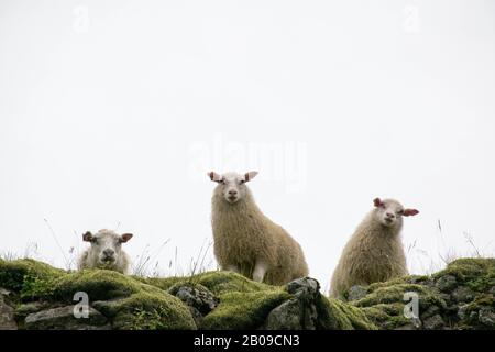 Tre pecore su una scogliera si guarda verso il basso - sembra che cercano di trattarvi dall'alto Foto Stock