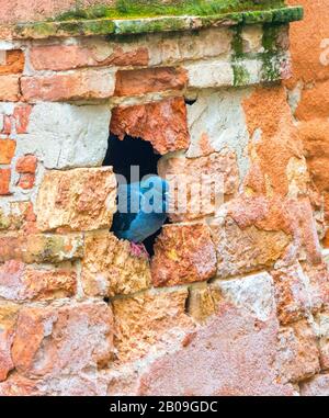City Pigeon sul muro vicino Foto Stock