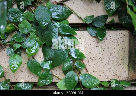 Lussureggianti viti verdi che crescono su un muro di mattoni gialli Foto Stock