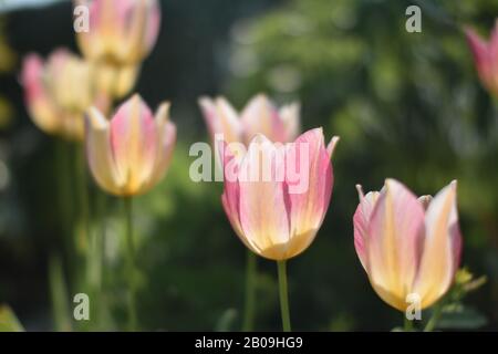 tulipani rosa e giallo in giardino soleggiato Foto Stock