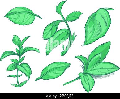 Foglie di menta verde, mentolo, aroma menta piperita disegno a mano vettore illustrazione. Foglia di menta per tè, freschezza naturale menta Illustrazione Vettoriale