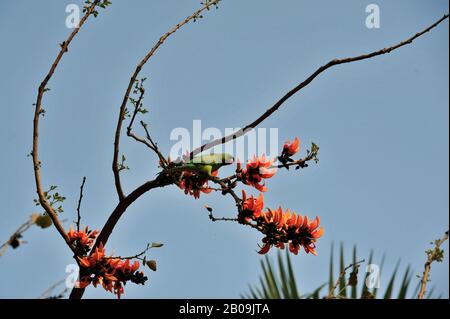 Un parrocchetto alato (Psittacula krameri), localmente conosciuto come ‘Tia’ su un albero di Palash nel campus dell'Università di Dhaka, Dhaka, Bangladesh. 27 Febbraio 2011. Foto Stock