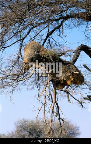 NAMIBIA, PARCO NAZIONALE DI ETOSHA, NIDO SOCIALE DI WEAVER Foto Stock