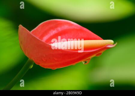 Un fiore di Anthurium (Anthurium andraeanum) conosciuto anche come Flamingo Lily, a Dhaka, Bangladesh. Ottobre 10, 2008. Foto Stock