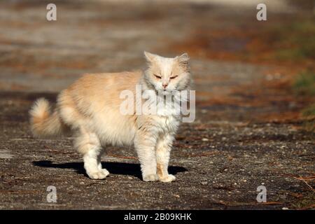 Gatto zenzero a piedi su una strada alla luce del sole e schiacciato al sole. Animale domestico furry che guarda alla macchina fotografica, stagione primaverile Foto Stock