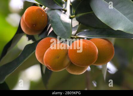 La frutta di Mabolo (Diospyros blancoi), localmente conosciuta come gaab. Laxmipur, Bangladesh. 2009. Foto Stock