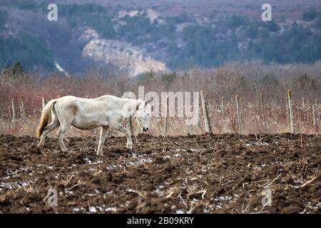 Passeggiate a cavallo bianco sul campo arato su sfondo foresta di montagna. Pittoresco paesaggio rurale con vigneti in inverno Foto Stock