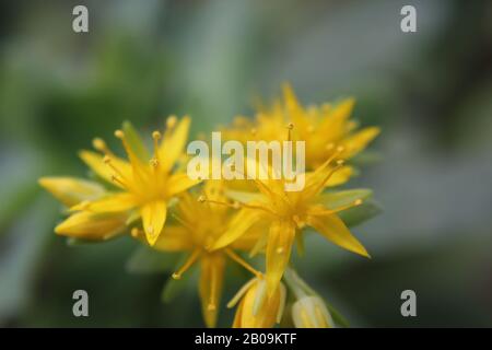 Bello succulento fiore cactus che cresce in un giardino deserto. Foto Stock