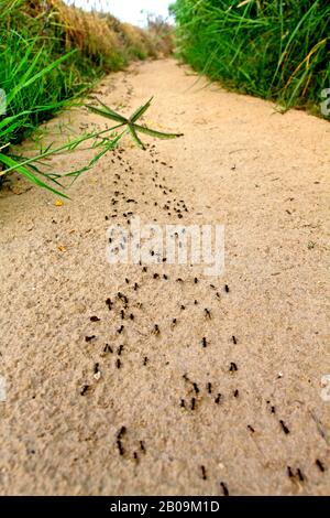 Una linea di formiche di marching sul letto sabbioso di un canale essiccato in Bathinda, Punjab, India. 4 Agosto 2011. Foto Stock