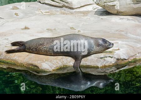 Cuccioli di leoni marini che prendono un pisolino Foto Stock