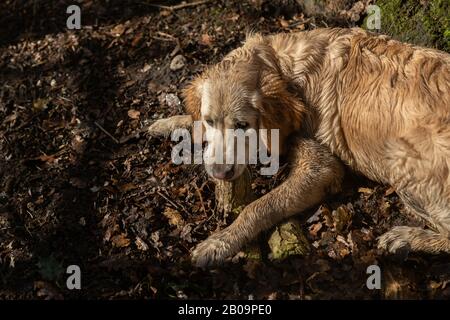 Un cucciolo fangoso Golden Retriever si trova a terra masticando un bastone. Foto Stock