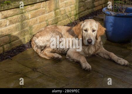 Un cucciolo bagnato e fangoso Golden Retriever si trova su un patio. Foto Stock