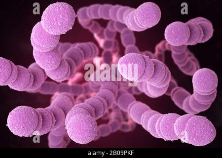 Lo Streptococcus pneumoniae, o pneumococco, è un batterio patogeno gram-positivo a forma di cocco che causa molti tipi di infezioni pneumococciche nell'ad Foto Stock