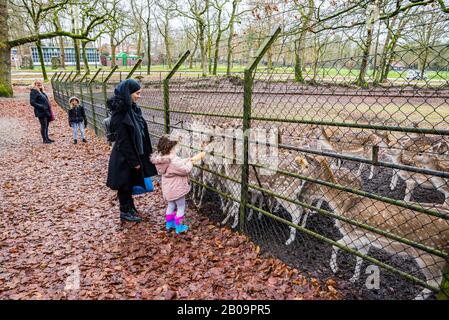 Zeist, Paesi Bassi - 04 Gennaio 2020. Persone nutrimento fegni in prenotazione nella foresta Foto Stock