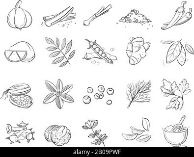 Doodle spezie e erbe vettore disegnato a mano set. Schizzo delle spezie per cucinare, illustrazione del disegno dell'ingrediente organico delle spezie Illustrazione Vettoriale