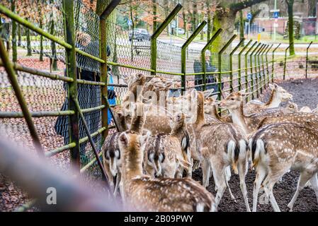 Zeist, Paesi Bassi - 04 Gennaio 2020. Persone nutrimento fegni in prenotazione nella foresta Foto Stock