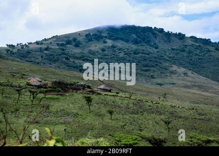 TANZANIA, VICINO AL CRATERE DI NGORONGORO, VISTA DEL VILLAGGIO DI MASAI, BESTIAME Foto Stock