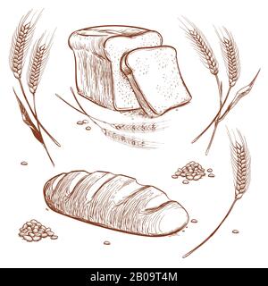 Mazzo di spighe di grano e pane disegnato a mano vettore illustrazione in stile vintage incisione, panetteria schizzo icone. Grano e pagnotta, raccolto di grano naturale Illustrazione Vettoriale