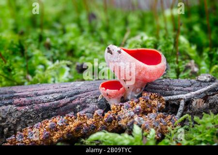 Bella Sarcosscypha rosso dalle foreste dell'Europa centrale, Slovacchia Foto Stock