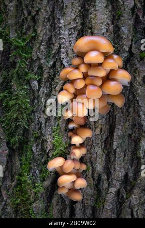 Fungo commestibile Flammulina che cresce su tronchi di albero. Foto Stock
