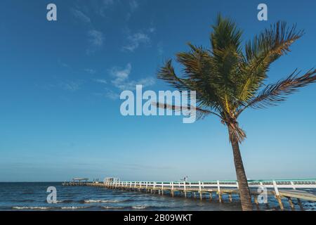 PINE ISLAND, FLORIDA - 17 GENNAIO 2020. Il vento monta la palma di fronte al molo di Bokeelia. Foto Stock