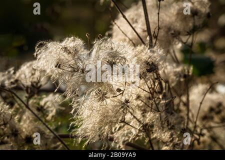 Wild Clematis teste di serie di Clematis vitalba anche noto come Old Mans Beard o Travellers Joy. Foto Stock